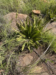 Aloe fosteri
