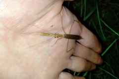 Eumusonia