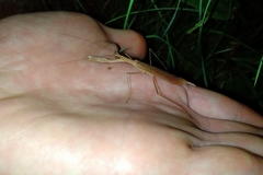 Eumusonia