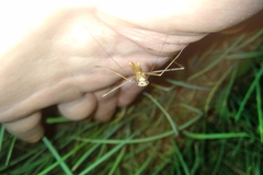 Eumusonia