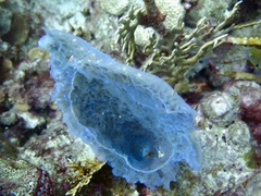 Callyspongia plicifera