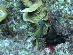 Stegastes leucostictus