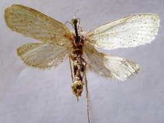 Rupela albinella