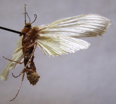 Rupela albinella