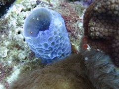 Callyspongia plicifera