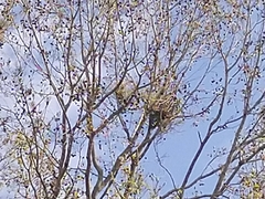 Viscum liquidambaricola