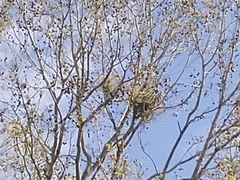 Viscum liquidambaricola