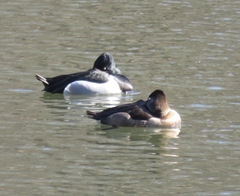 Aythya collaris
