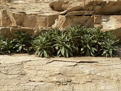 Malacothrix saxatilis saxatilis