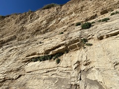 Malacothrix saxatilis saxatilis