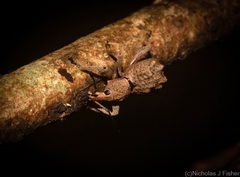 Leptopius tetraphysodes