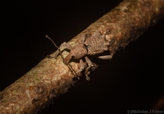 Leptopius tetraphysodes