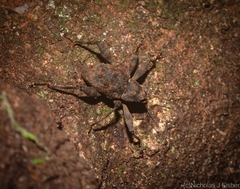 Onidistus nodipennis