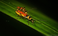 Chauliognathus imperialis