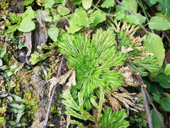 Selaginella pilifera