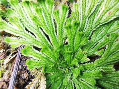 Selaginella pilifera
