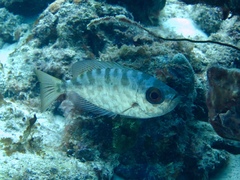 Heteropriacanthus cruentatus