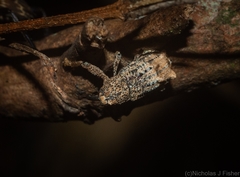 Orthorhinus