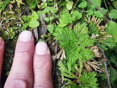 Selaginella pilifera