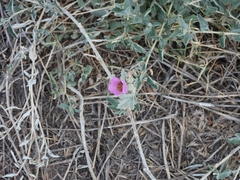 Sphaeralcea mendocina