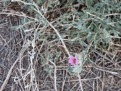 Sphaeralcea mendocina
