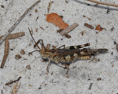 Psinidia fenestralis