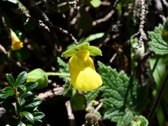 Calceolaria leucanthera