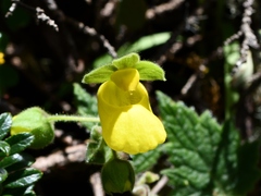 Calceolaria leucanthera