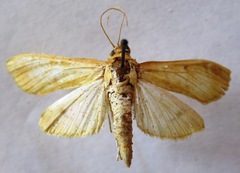 Epicorsia oedipodalis