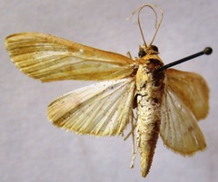 Epicorsia oedipodalis