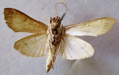Epicorsia oedipodalis