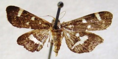 Hymenia