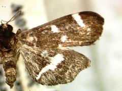 Hymenia