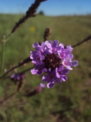 Verbena intermedia