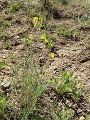 Sisymbrium linifolium