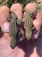 Sceloporus occidentalis biseriatus