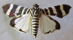 Lypotigris reginalis