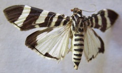 Lypotigris reginalis