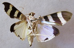 Lypotigris reginalis