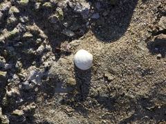 Phlyctiderma semiasperum