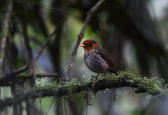 Grallaricula cucullata