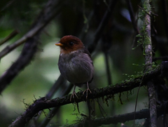 Grallaricula cucullata