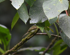 Pogonotriccus poecilotis