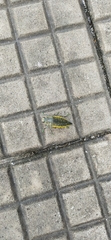 Psiloptera olivieri
