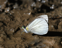 Leptophobia olympia