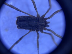 Odiellus troguloides