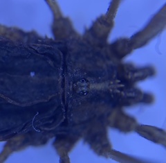 Odiellus troguloides