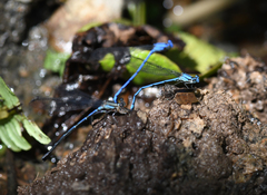 Argia medullaris