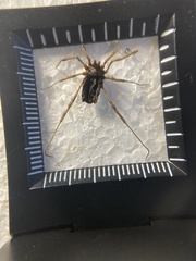 Odiellus troguloides