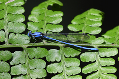 Argia medullaris